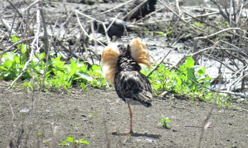 Combatiente (Calidris pugnax)