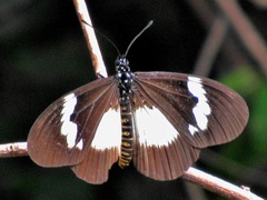 Acraea aganice aganice