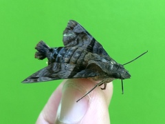 Macroglossum pyrrhosticta