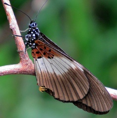 Acraea aganice aganice