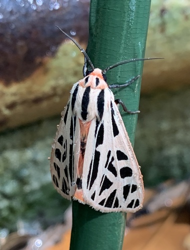Doris Tiger Moth
