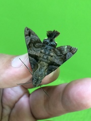 Macroglossum pyrrhosticta