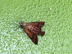 Macroglossum pyrrhosticta