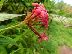 Arachnothryx leucophylla