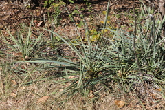 Yucca arkansana