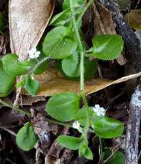 Myosotis spatulata