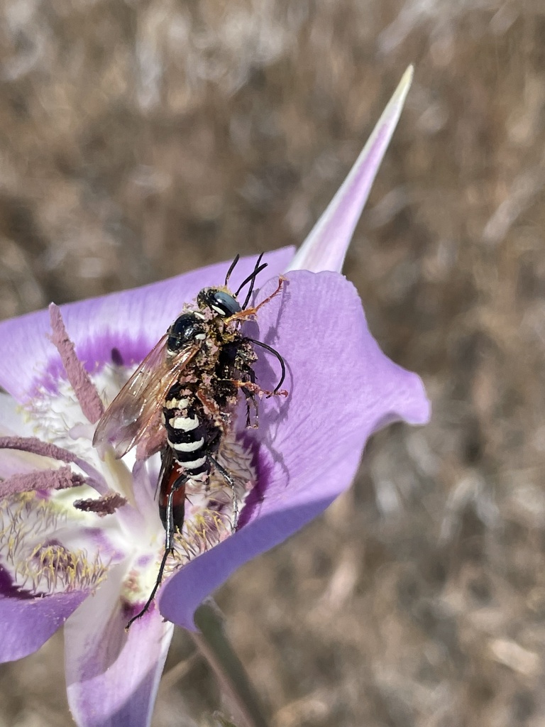 Philanthus zebratus