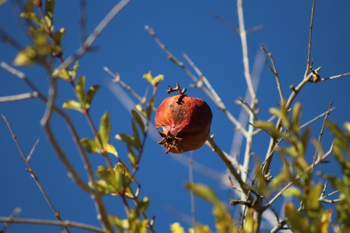 Punica granatum