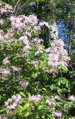 Rhododendron canescens