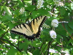 Papilio glaucus image