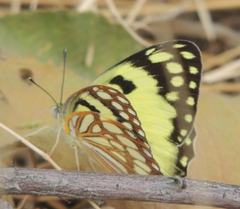 Colotis protomedia