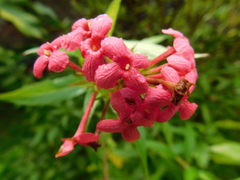 Arachnothryx leucophylla