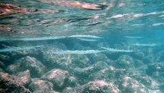 Platybelone argalus