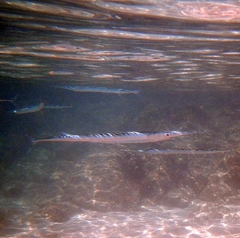Platybelone argalus