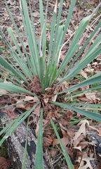 Yucca louisianensis