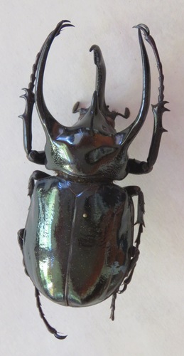 Chalcosoma atlas hesperus (Erichson, 1834)