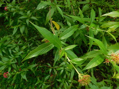 Arachnothryx leucophylla