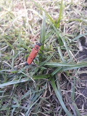 Chauliognathus togatus