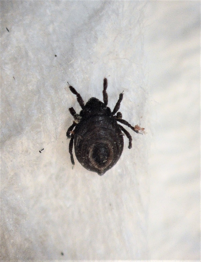 Liodes