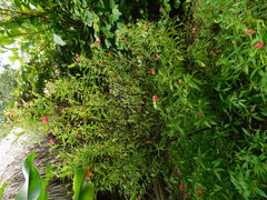 Arachnothryx leucophylla