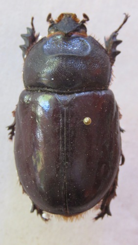 Oryctes nasicornis holdhausi