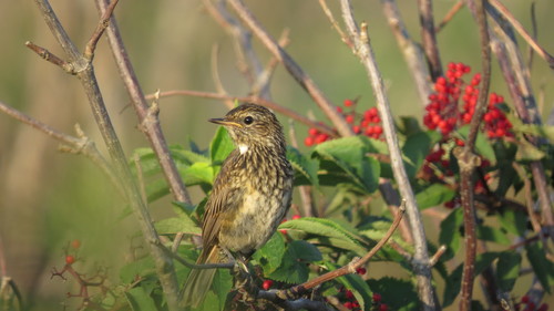 Ruiseñor pechiazul (Luscinia svecica)