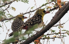 Trachyphonus margaritatus