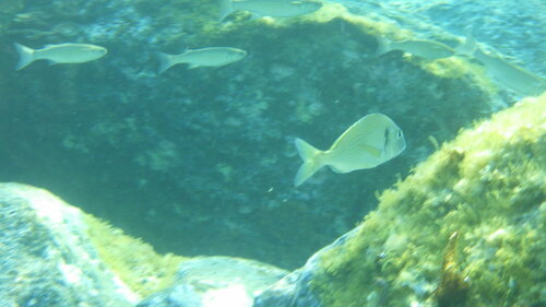 Gilthead seabream (Sparus aurata) — Sparidae — 4