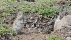 Arvicanthis blicki
