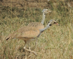 Eupodotis senegalensis