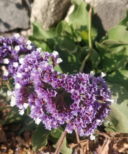 Limonium arboreum, photograph 2