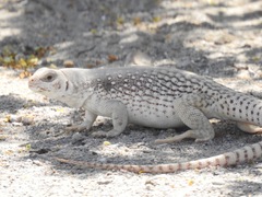 Common Desert Iguana photo 2