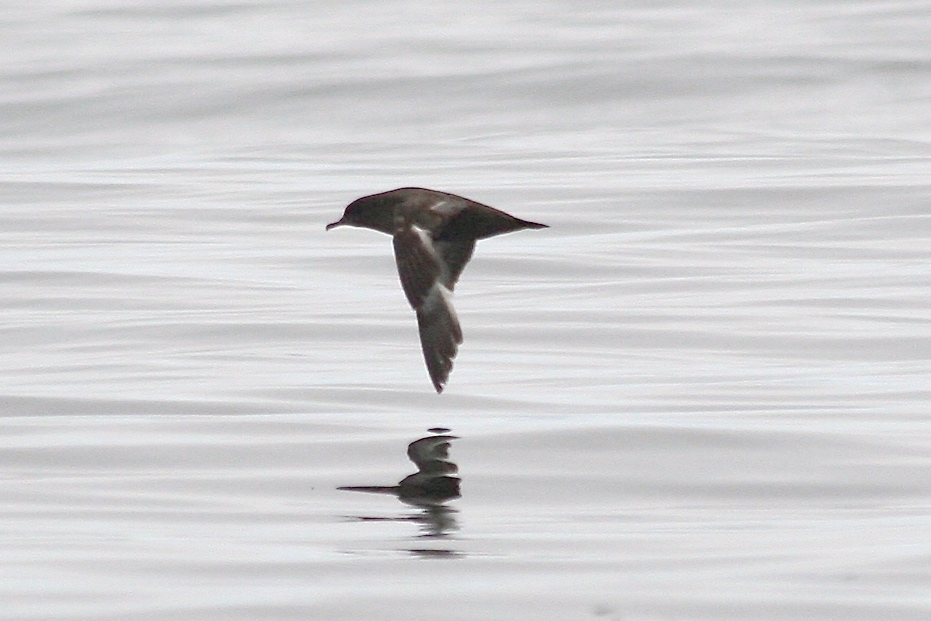 Sooty Shearwater