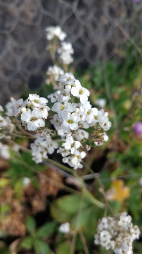 Crambe scaberrima, photograph 2