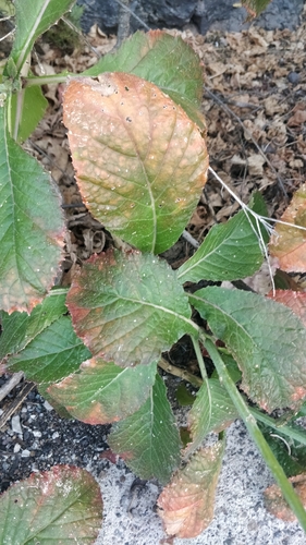 Crambe scaberrima, photograph 3