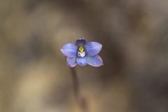 Thelymitra aemula