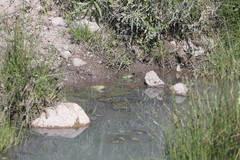 Lithobates montezumae