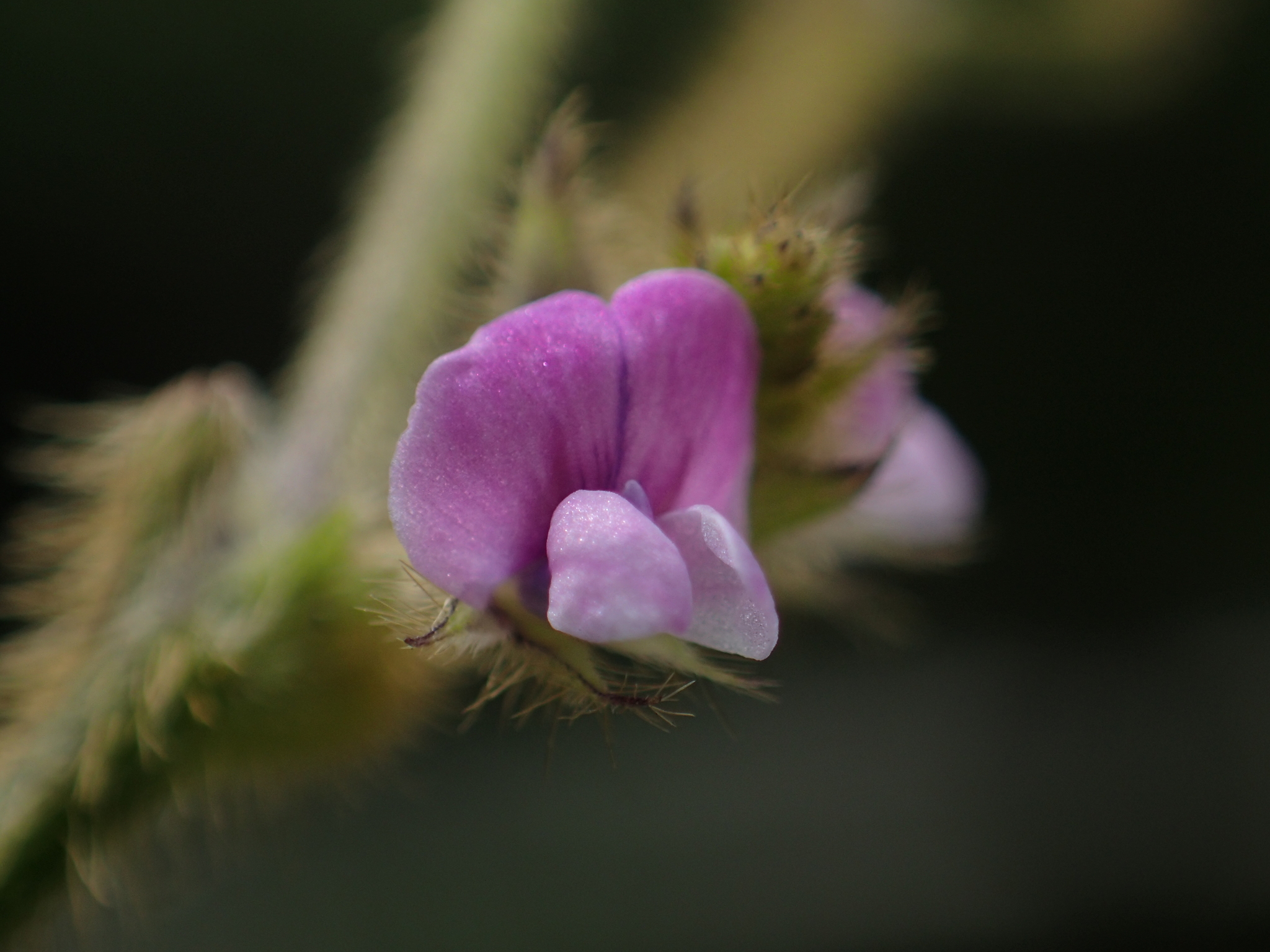 Glycine max
