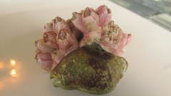 Notomegabalanus decorus