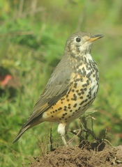 Turdus simensis
