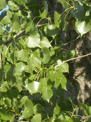 Populus deltoides monilifera
