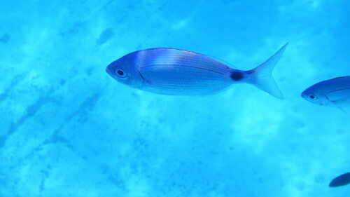Saddled seabream (Oblada melanura) — Sparidae — 4