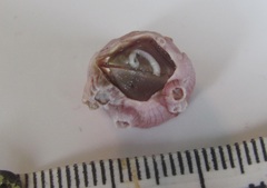 Notomegabalanus decorus