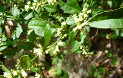 Baccharis glomeruliflora image