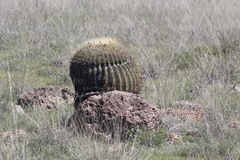 Ferocactus histrix
