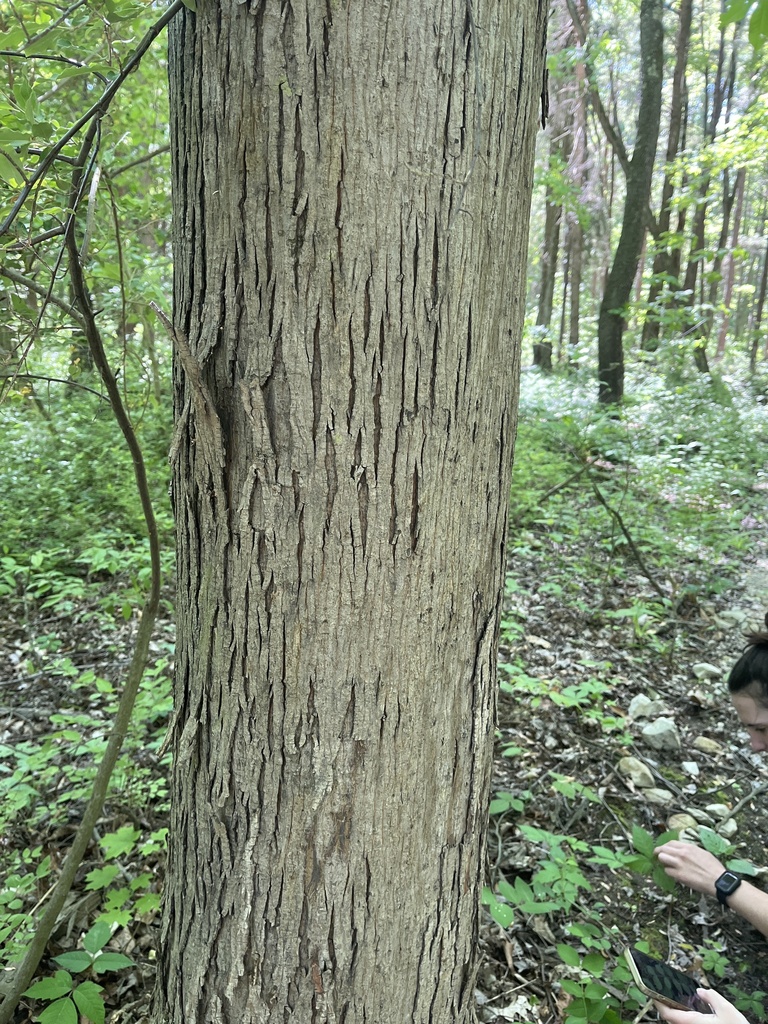 Shellbark Hickory from Pymatuning State Park, Linesville, PA, US on May 26, 2023 at 0413 PM by