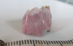 Notomegabalanus decorus