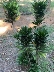 Dracaena fragrans compacta