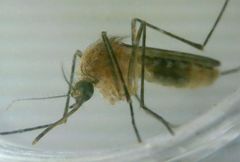 Culex pipiens