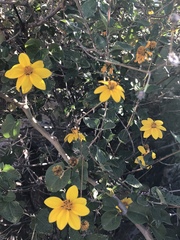 Bahiopsis triangularis